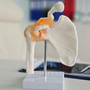 Shoulder Bones Model